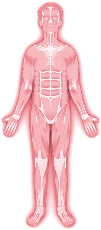 Illustration of the human muscular system